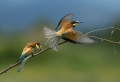 Ime datoteke=cebelar_Bee_eater_29.jpg
Velikost datoteke=174KB
Dimenzija=900x615
Datum objave=06.12.2016 cebelar_Bee_eater_29.jpg