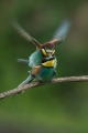 Ime datoteke=cebelar_Bee_eater_32.jpg
Velikost datoteke=175KB
Dimenzija=600x900
Datum objave=27.09.2017 cebelar_Bee_eater_32.jpg