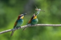 Ime datoteke=cebelar_Bee_eater_33.jpg
Velikost datoteke=236KB
Dimenzija=950x633
Datum objave=18.06.2017 cebelar_Bee_eater_33.jpg