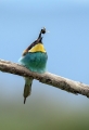 Ime datoteke=cebelar_Bee_eater_34.jpg
Velikost datoteke=238KB
Dimenzija=615x900
Datum objave=01.11.2017 cebelar_Bee_eater_34.jpg