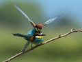 Ime datoteke=cebelar_Bee_eater_64.jpg
Velikost datoteke=214KB
Dimenzija=900x675
Datum objave=06.12.2016 cebelar_Bee_eater_64.jpg