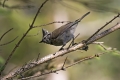 copasta_sinica_Crested_tit_Parus_cristatus_Paridae_09.jpg