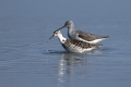 togotnik_Ruff_Philomachus_pugnax_Kljunaci_Scolopacidae_08.jpg