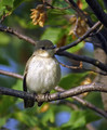 Crnoglavi_muhar_Pied_flycatcher_01.jpg