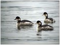 Crnovrati_ponirek_Black_necked_grebe_02.jpg