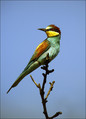 Ime datoteke=cebelar_Bee_eater_01.jpg
Velikost datoteke=266KB
Dimenzija=571x792
Datum objave=12.12.2007 cebelar_Bee_eater_01.jpg