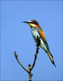 Ime datoteke=cebelar_Bee_eater_03.jpg
Velikost datoteke=224KB
Dimenzija=610x792
Datum objave=12.12.2007 cebelar_Bee_eater_03.jpg