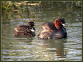 Mali_ponirek_Little_grebe_01.jpg