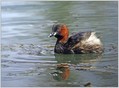 Mali_ponirek_Little_grebe_03.jpg