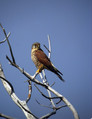 Navadna_postovka_Common_kestrel_02.jpg