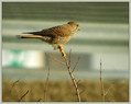 Navadna_postovka_Common_kestrel_04.jpg