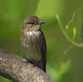 Sivi_muhar_Spotted_flycatcher_04.jpg
