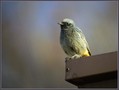 Smarnica_Black_redstart_02.jpg
