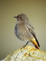 Smarnica_Black_redstart_12.jpg