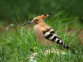 Ime datoteke=Smrdokavra_Hoopoe_01.jpg
Velikost datoteke=176KB
Dimenzija=794x594
Datum objave=13.01.2008 Smrdokavra_Hoopoe_01.jpg