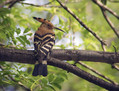 Ime datoteke=Smrdokavra_Hoopoe_02.jpg
Velikost datoteke=188KB
Dimenzija=797x609
Datum objave=13.01.2008 Smrdokavra_Hoopoe_02.jpg