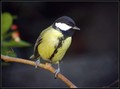Velika_sinica_Great_tit_03.jpg