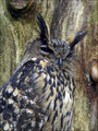 Velika_uharica_Eagle_owl_01.jpg