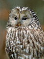 Kozaca_Ural_owl_02.jpg