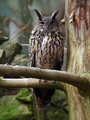 Velika_uharica_Eagle_owl_02.jpg