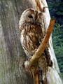 Lesna_sova_Tawny_owl_02.jpg