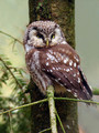 Koconogi_cuk_Tengmalms_owl_Aegolius_funereus_02.jpg