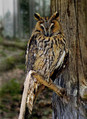 Mala_uharica_Long_eared_owl_Asio_otus_01.jpg