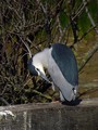 Kvakac_Night_heron_06.jpg