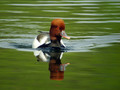 Tatarska_zvizgavka_Red_crested_pochard_Netta_rufina_05.jpg
