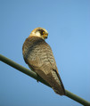 Rdecenoga_postovka_Red_footed_falcon_Falco_vespertinus_Sokoli_Falconidae_01.jpg