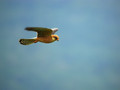 Rdecenoga_postovka_Red_footed_falcon_Falco_vespertinus_Sokoli_Falconidae_04.jpg