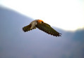 Rdecenoga_postovka_Red_footed_falcon_Falco_vespertinus_Sokoli_Falconidae_06.jpg