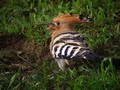 Ime datoteke=Smrdokavra_Hoopoe_Upupa_epops_Smrdokavre_Coraciidae_06.jpg
Velikost datoteke=158KB
Dimenzija=800x600
Datum objave=16.07.2008 Smrdokavra_Hoopoe_Upupa_epops_Smrdokavre_Coraciidae_06.jpg
