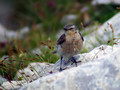Ime datoteke=Navadni_kupcar_Wheatear_05.jpg
Velikost datoteke=101KB
Dimenzija=800x600
Datum objave=06.08.2008 Navadni_kupcar_Wheatear_05.jpg