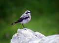 Ime datoteke=Navadni_kupcar_Wheatear_06.jpg
Velikost datoteke=152KB
Dimenzija=800x589
Datum objave=06.08.2008 Navadni_kupcar_Wheatear_06.jpg