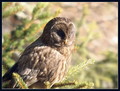 Kozaca_Ural_owl_03.jpg