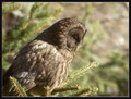 Kozaca_Ural_owl_04.jpg