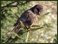 Kozaca_Ural_owl_05.jpg