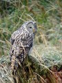 Kozaca_Ural_owl_06.jpg