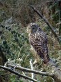 Kozaca_Ural_owl_08.jpg