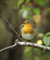 Ime datoteke=Tascica_Robin_13.jpg
Velikost datoteke=196KB
Dimenzija=602x718
Datum objave=27.09.2008 Tascica_Robin_13.jpg