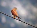 Navadna_postovka_Common_kestrel_07.jpg