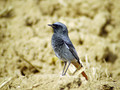Smarnica_Black_redstart_17.jpg