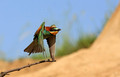 Ime datoteke=cebelar_Bee_eater_04.jpg
Velikost datoteke=181KB
Dimenzija=800x514
Datum objave=04.06.2009 cebelar_Bee_eater_04.jpg