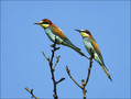 Ime datoteke=cebelar_Bee_eater_06.jpg
Velikost datoteke=251KB
Dimenzija=802x608
Datum objave=10.06.2009 cebelar_Bee_eater_06.jpg