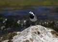Bela_pastirica_Pied_wagtail_08.jpg