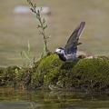Bela_pastirica_Pied_wagtail_09.jpg
