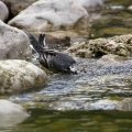 Bela_pastirica_Pied_wagtail_10.jpg