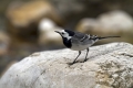 Bela_pastirica_Pied_wagtail_11.jpg