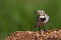Bela_pastirica_Pied_wagtail_12.jpg